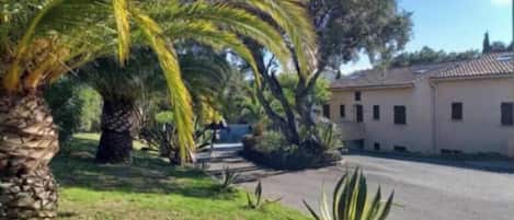 A residential area with a paved driveway, palm trees, and a building with a tiled roof.