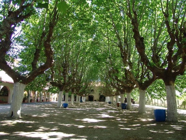 An outdoor courtyard with trees, a building in the background, and blue planters.