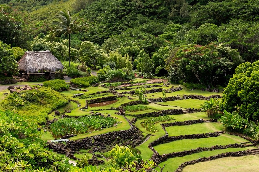 A terraced garden with a thatched-roof structure.