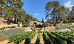 Property grounds - NEW! Large Modern Home on a Vineyard Estate - Pool, Nature, Sleeps 14 (Puisserguier)