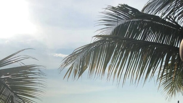 Una playa con palmeras y una red de voleibol.
