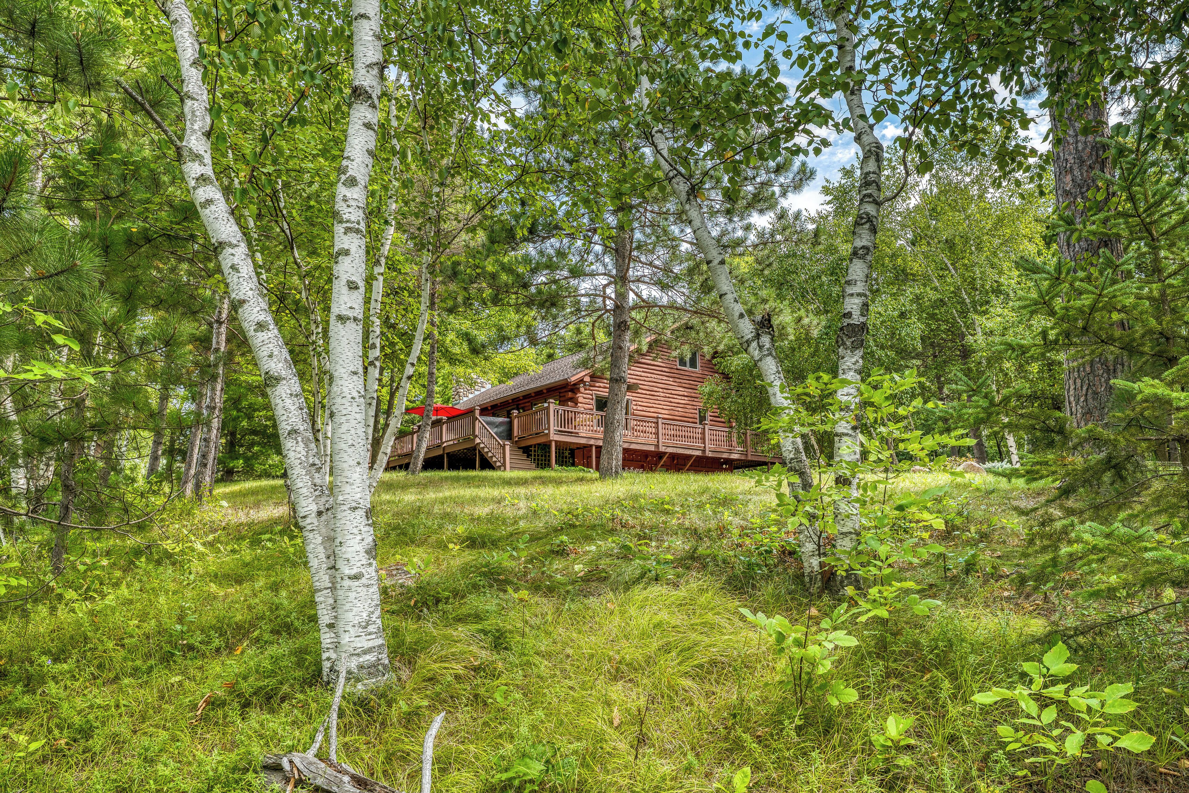 A cabin surrounded by birch trees in a forest.