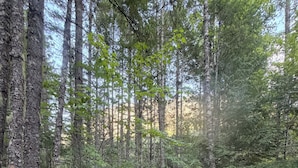A gravel path leading to a small cabin surrounded by tall trees.