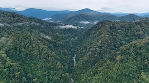 A dense forest with a river running through it.
