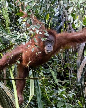 An orangutan in a dense, green forest environment.