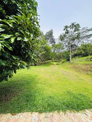 Une zone herbeuse avec des arbres et un mur de briques.