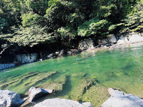 Une rivière aux eaux claires, avec des rochers et un feuillage vert et dense en arrière-plan.