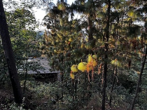 A dense forest with tall trees and a building with a corrugated metal roof.