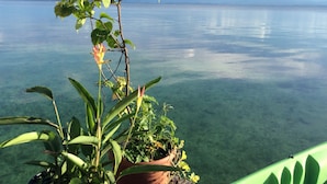 A clear view of a beach with calm water and a green plant hanging over the water.