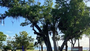 A park with a paved walkway, benches, and large trees.