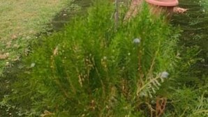 Um edifício com vários andares, um jardim em primeiro plano e montanhas ao fundo.