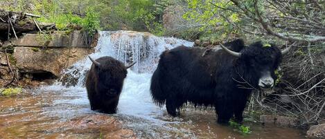 A waterfall in a forested area with two bison standing in the water.