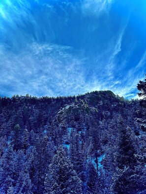 Ein dichter Wald unter blauem Himmel.