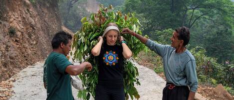 A person holding a large plant, standing on a dirt path with trees and a mountain in the background.