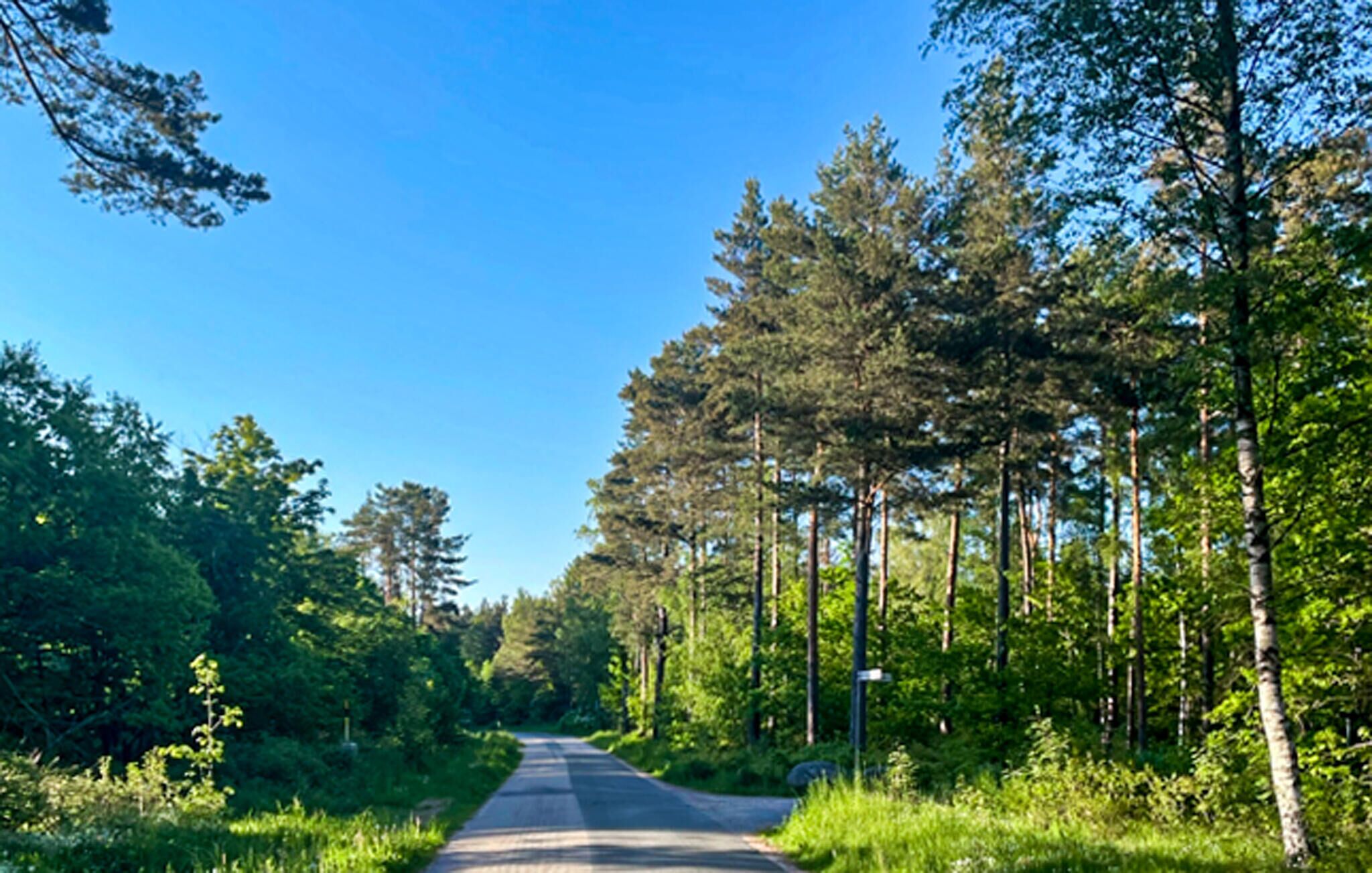 A road flanked by dense forest and clear blue sky.