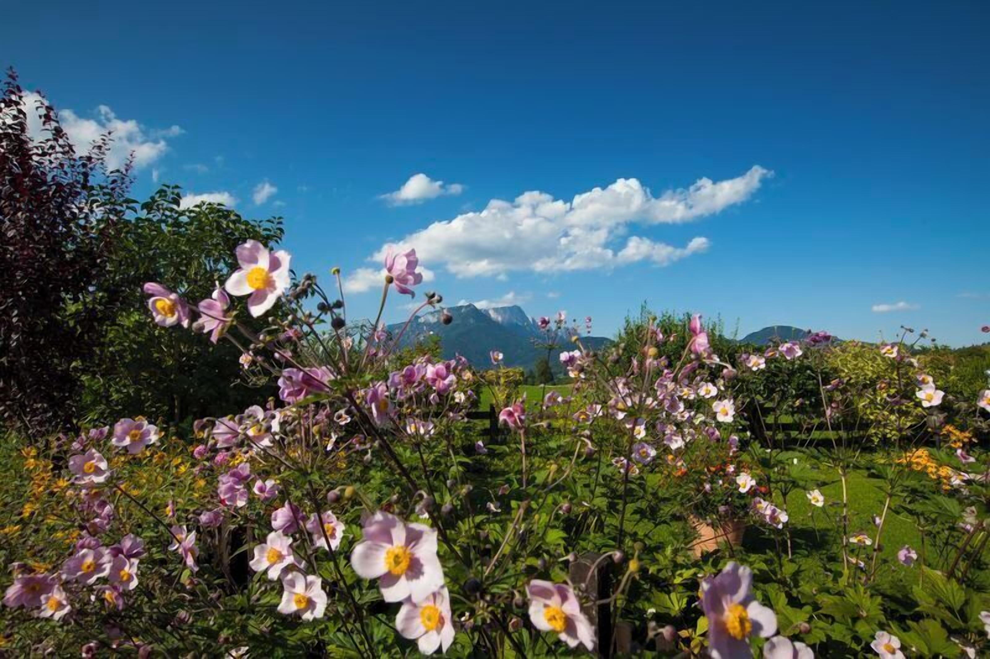 A garden with various flowers and a mountain in the background.