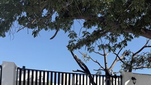 A gated entrance with a tree in the foreground, a white wall, and a clear blue sky. - An ideal apartment for families, with an excellent location—spacious and comfortable. (La Paz)