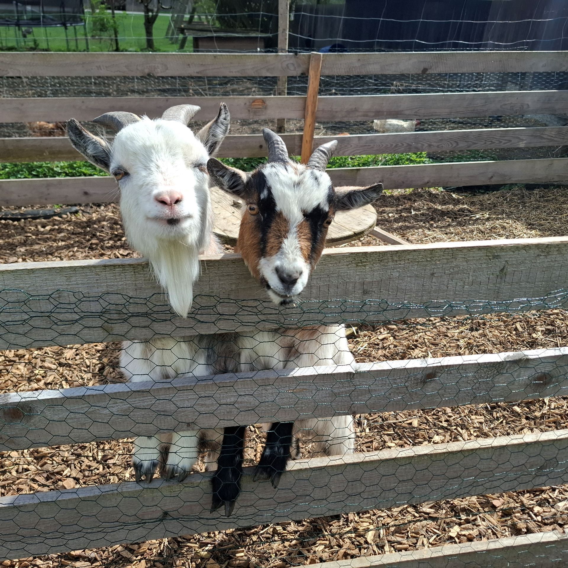 Dos cabras detrás de una cerca de madera en un corral con astillas de madera en el suelo.