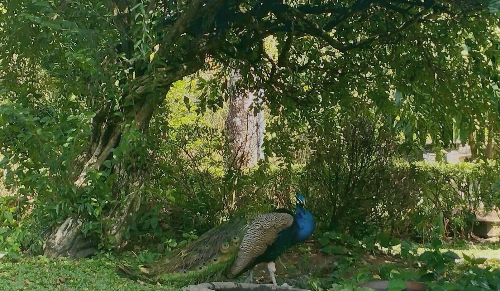 A peacock in a lush green environment with dense foliage and a tree trunk.