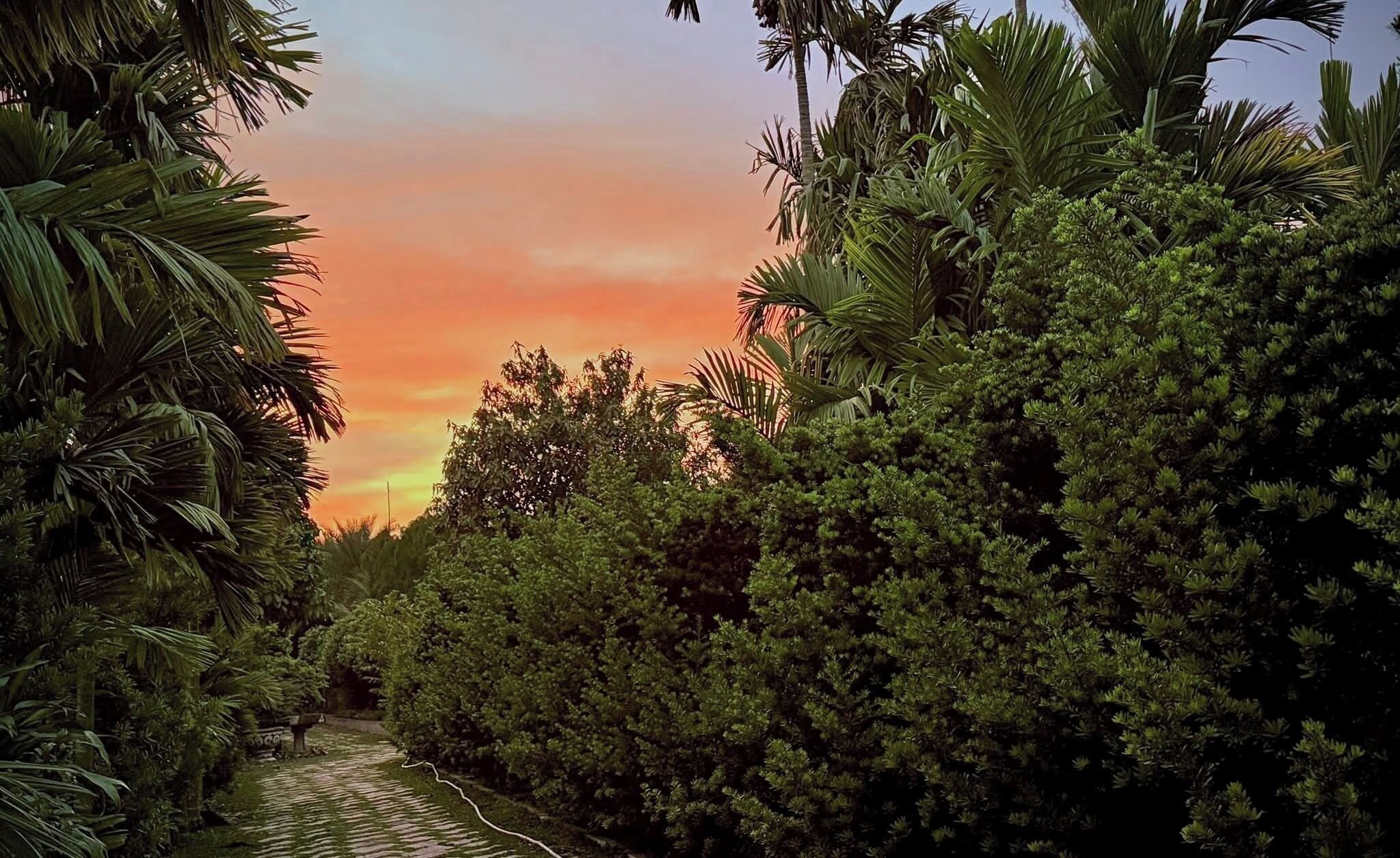 A pathway surrounded by dense foliage and trees, leading towards a sunset.