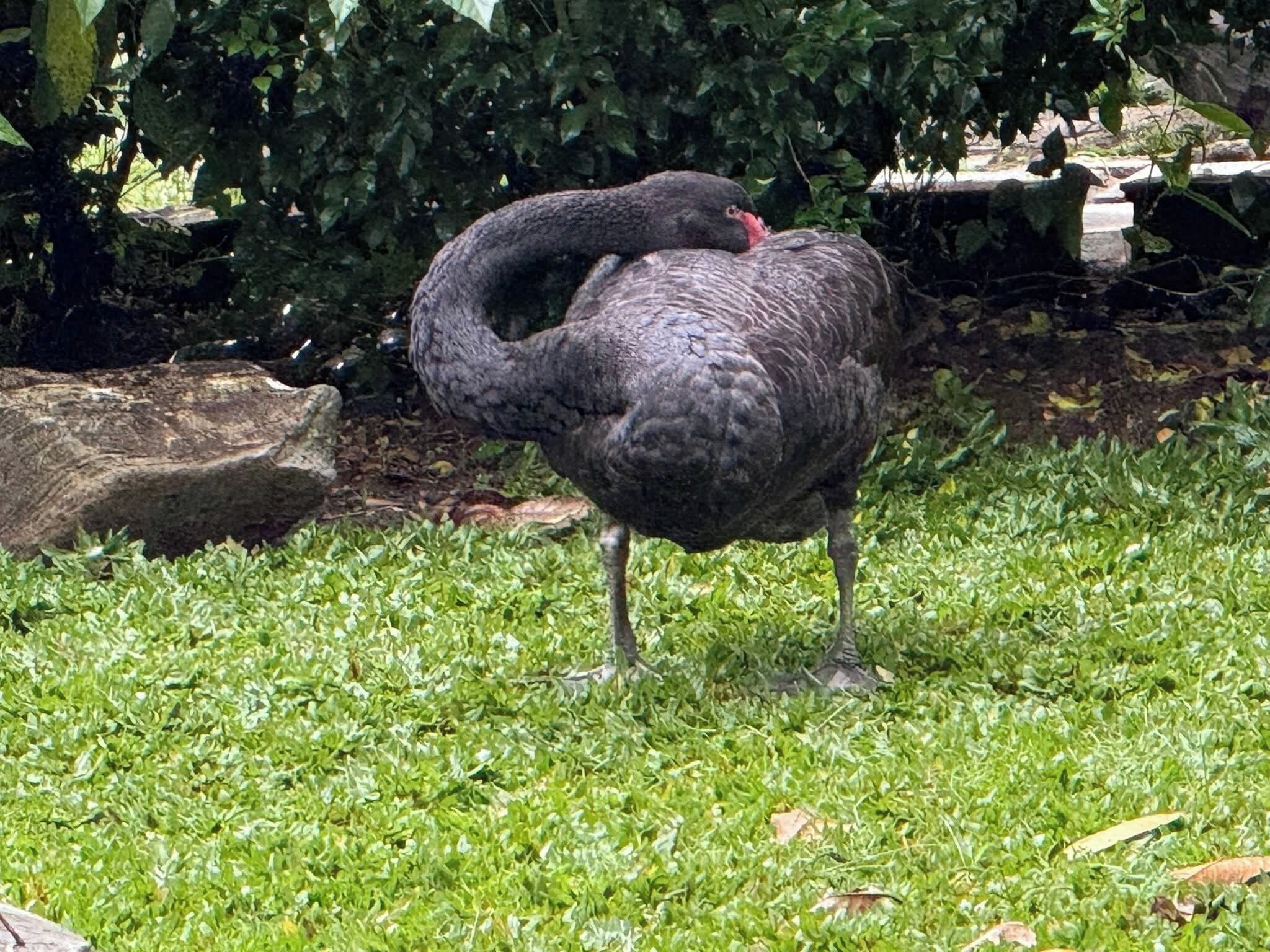 A bird standing on grass with a stone wall and foliage in the background.