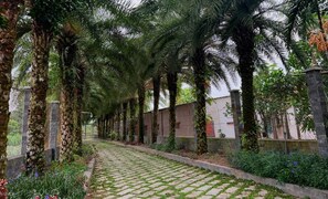 A pathway lined with palm trees and a brick wall, leading to a building with a fence.