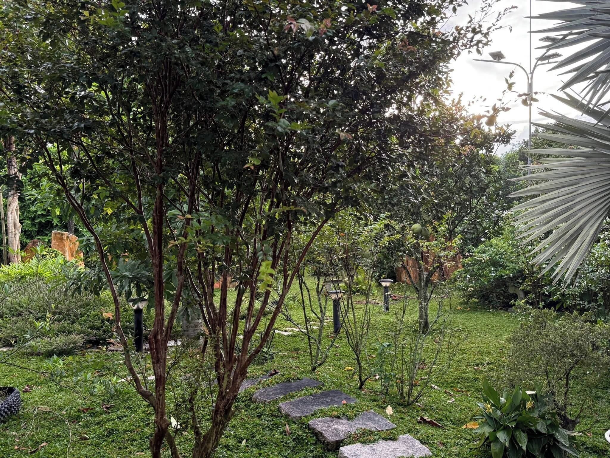 Un giardino con diverse piante, un vialetto in pietra e un lampione.