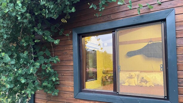 A wooden exterior wall with a window and a green climbing plant. - Escape the noise, hear only nature’s voice (Karacahisar)
