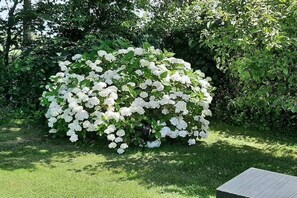 A lush garden with a dense shrub of white flowers, a well-maintained lawn, and a wooden bench. - Holiday home with 3 bedrooms (Julianadorp aan Zee)