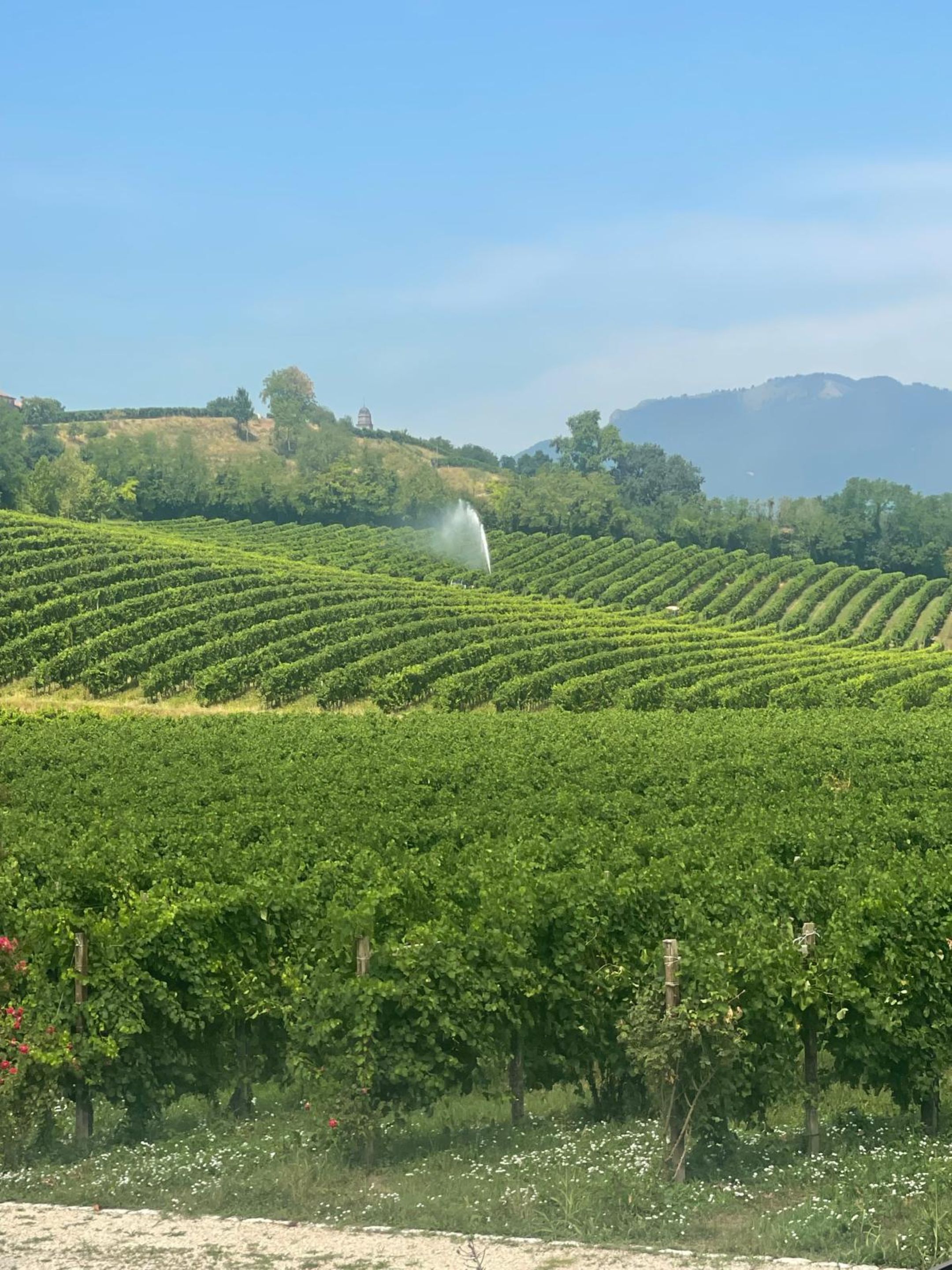 A vineyard with rows of grapevines and a water fountain.