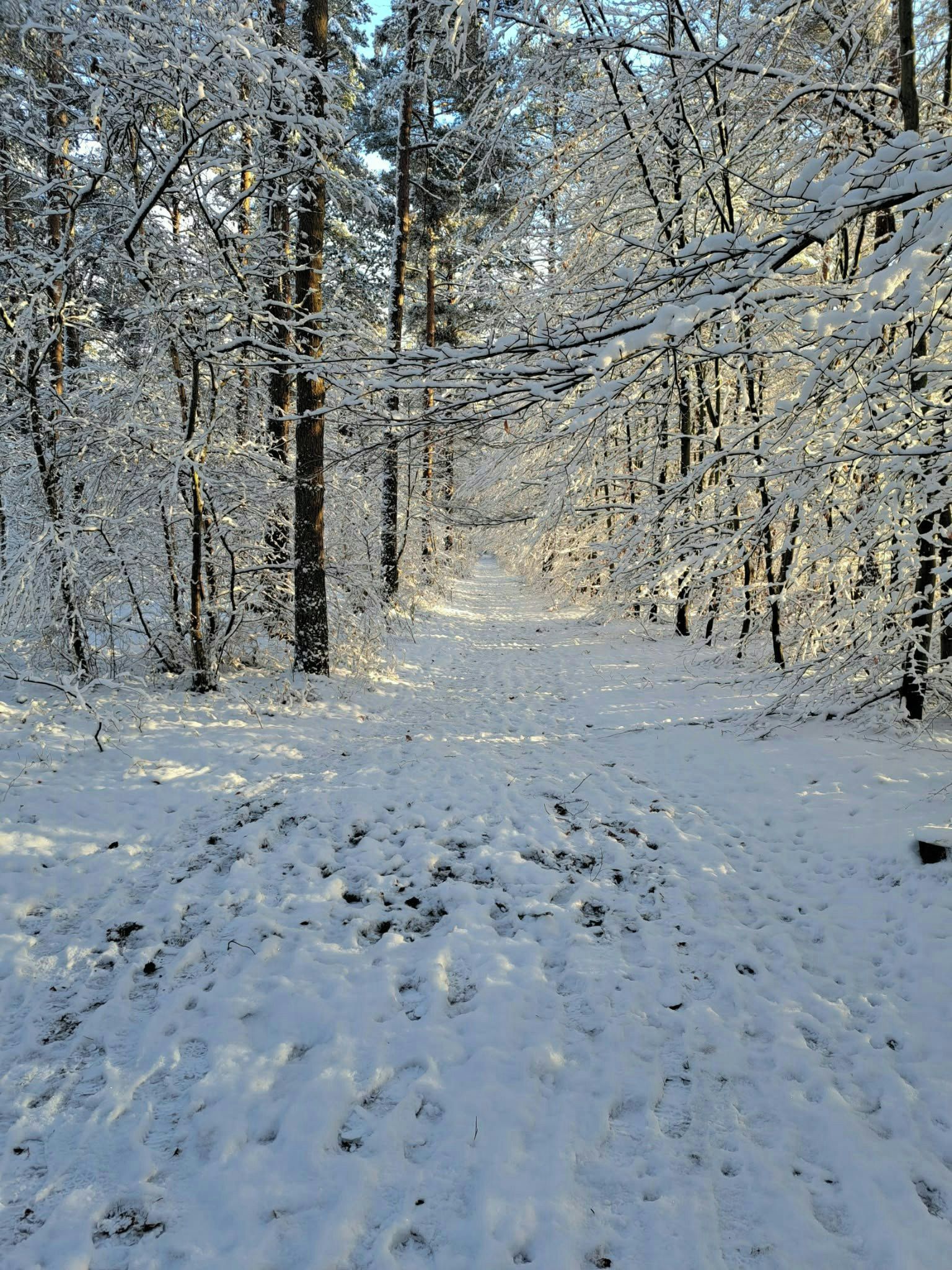 Ein verschneiter Waldweg.