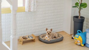 Uma caminha para cachorro pequena, um comedouro, um brinquedo de pato e um vaso de planta em um quarto com paredes de tijolos brancos.