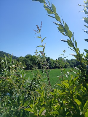 A field with green crops and a clear blue sky.