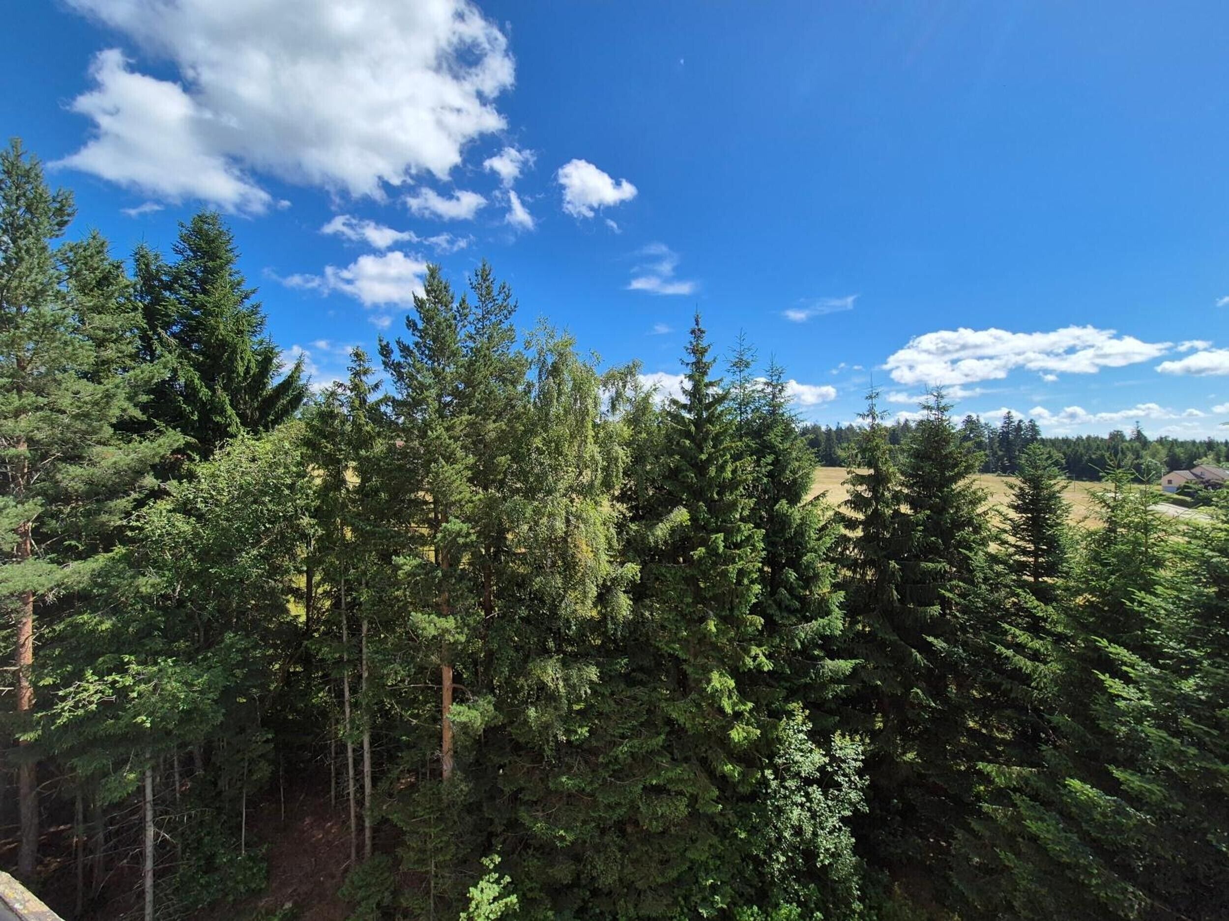 Une forêt dense, avec de grands arbres et un ciel bleu clair.