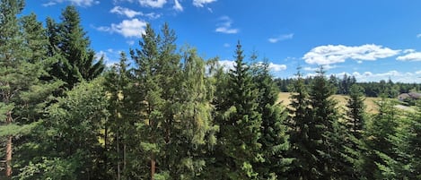 A dense forest with tall trees and a clear blue sky.