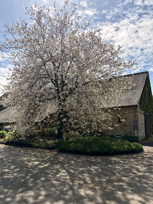 Un bâtiment à la façade en pierre, un panneau indiquant un parking et un arbre aux fleurs blanches.