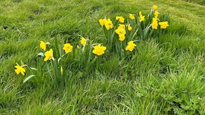A grassy field with yellow flowers and trees in the background. - Daisys Meadow Retreat Sleeps 2 With Hot Tub (Ashford)