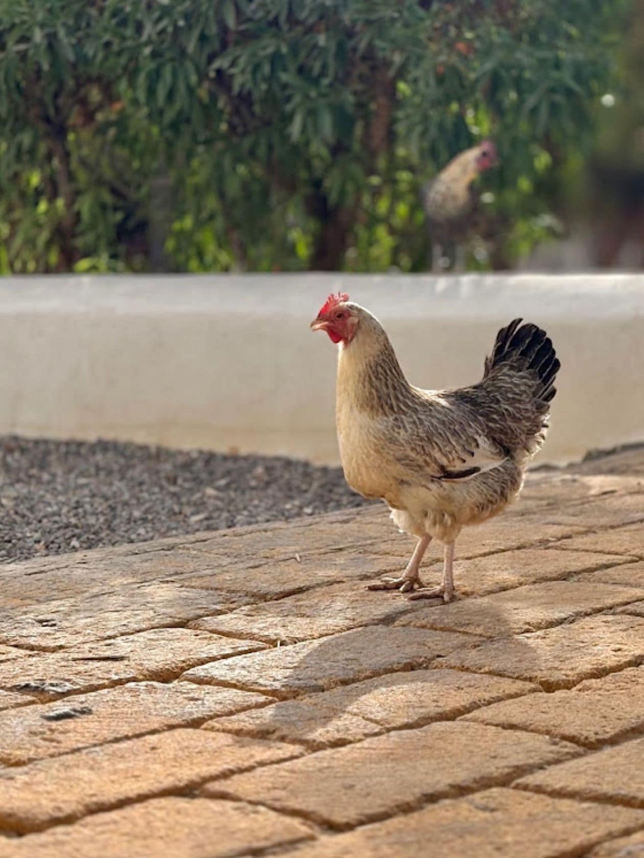 Un pollo de pie sobre una superficie pavimentada, con un fondo desenfocado de vegetación.