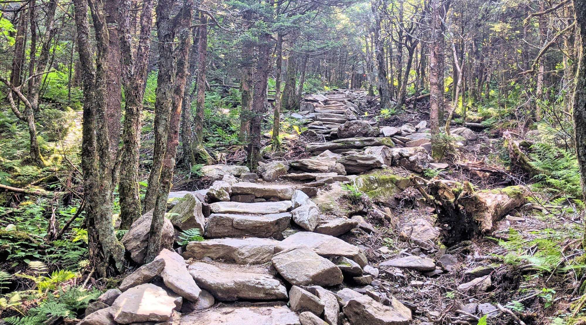 Un sendero para caminatas arbolado con un camino de piedra.
