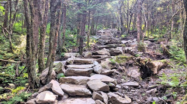 Un sendero para caminatas arbolado con un camino de piedra.