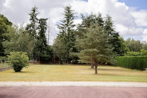 A residential area with a paved driveway, a lawn, and tall evergreen trees.