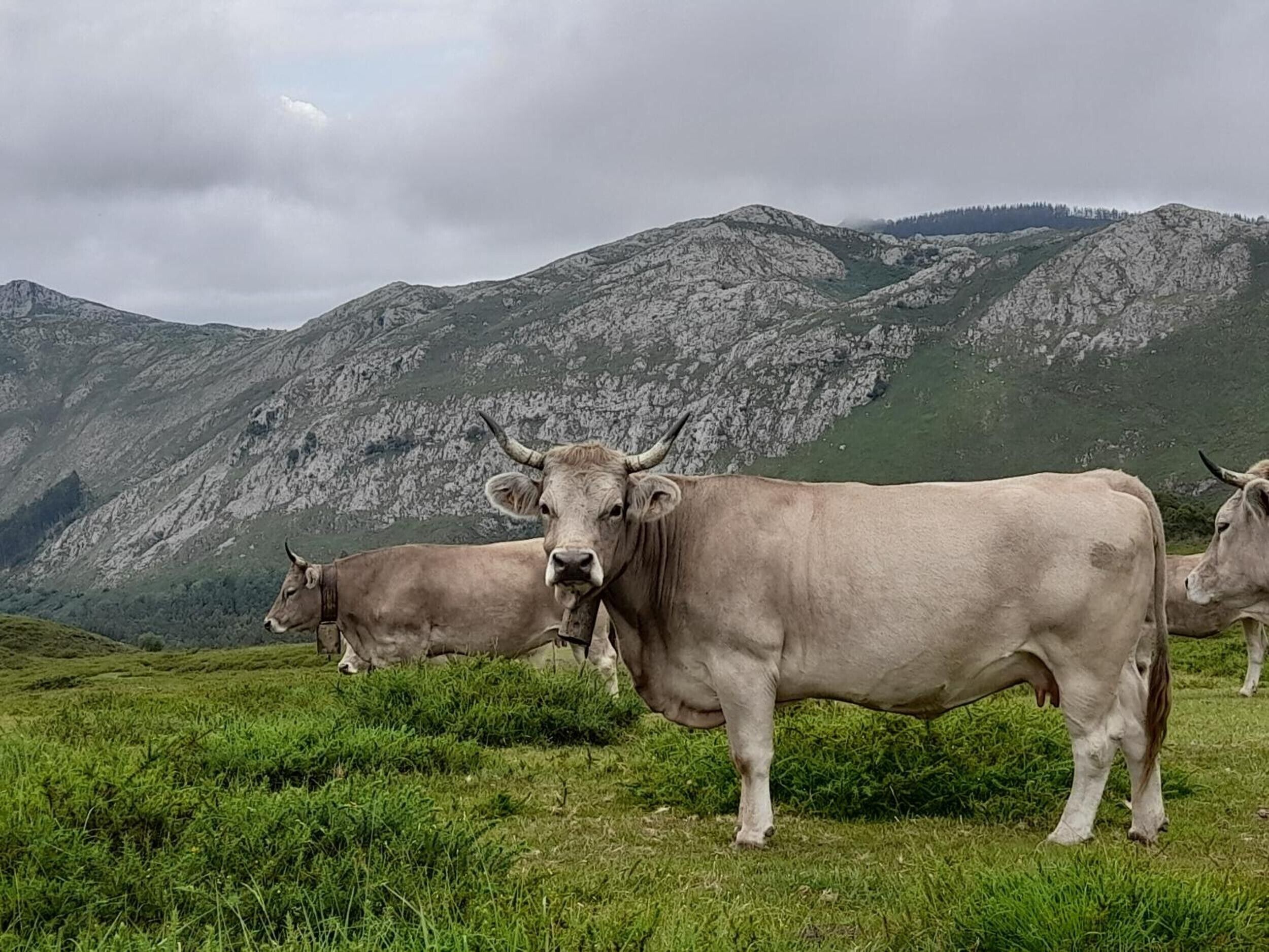 A mountainous landscape with grazing cattle.