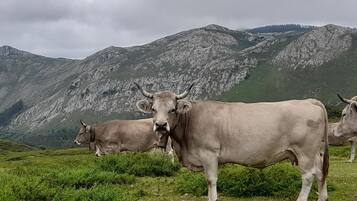 A mountainous landscape with grazing cattle.