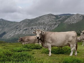 Un paysage montagneux où l’on voit des vaches en train de paître.
