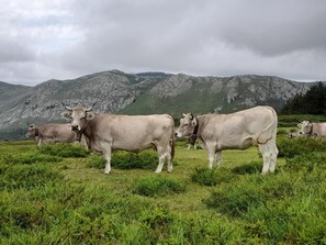 Un troupeau de vaches broute dans un champ verdoyant, avec des montagnes en arrière-plan.