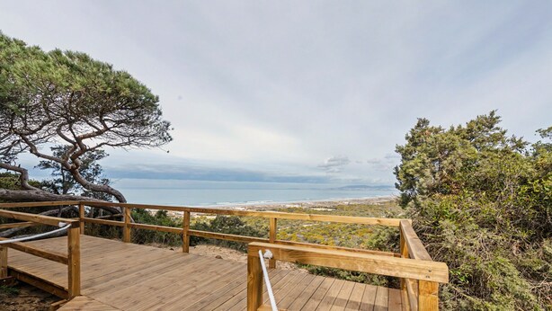 Une terrasse en bois avec vue sur la mer et un arbre.