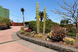 Un jardín con diversos cactus y plantas en flor, un sendero pavimentado y un muro de piedra.