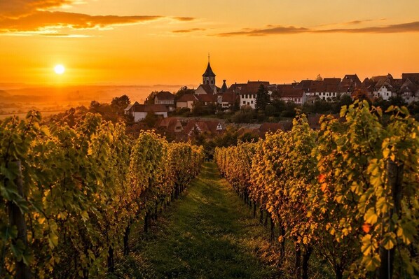 Ein Weinbergweg führt zu einer Stadt mit einem markanten Kirchturm.