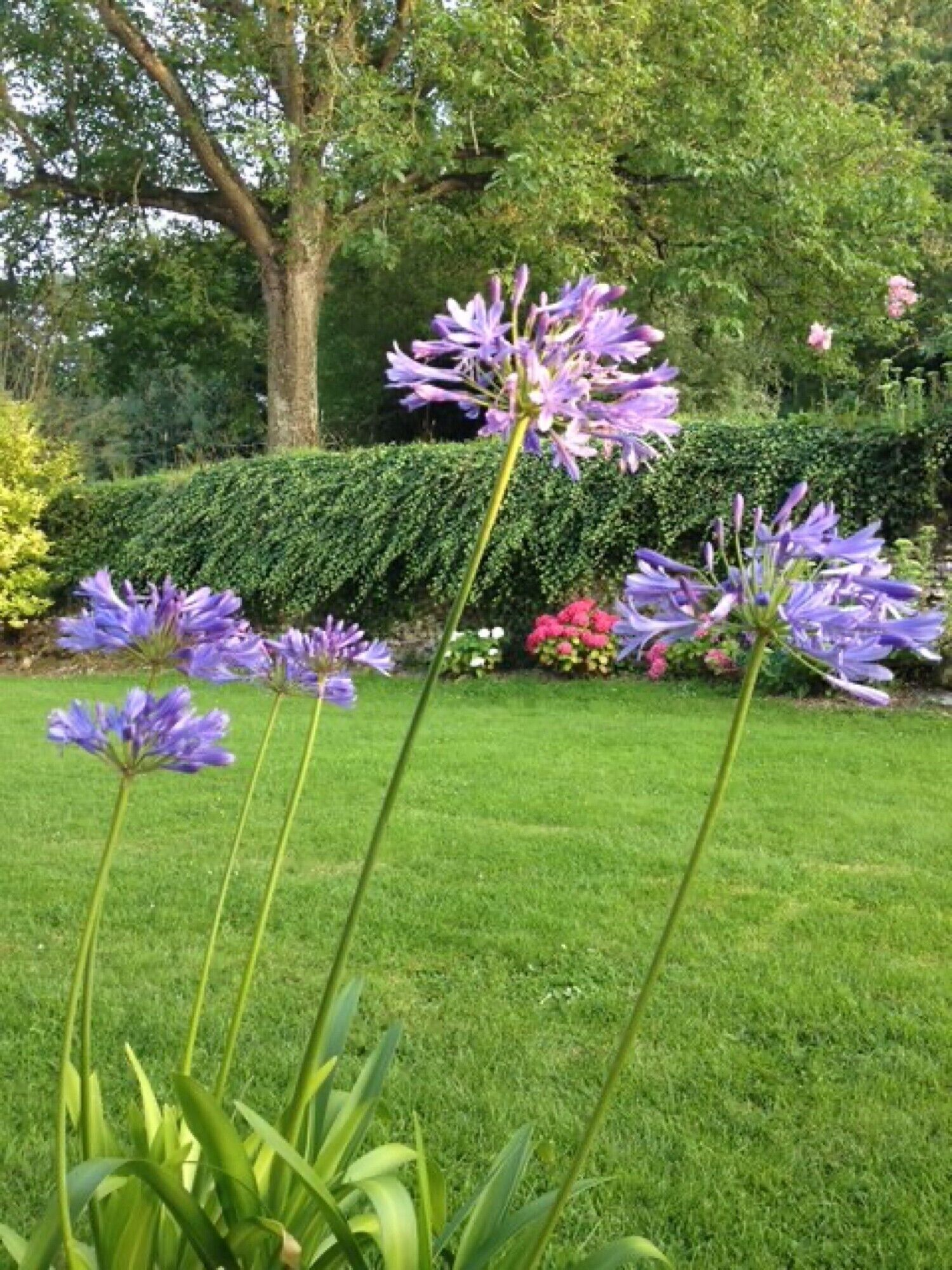 A garden with a well-maintained lawn, flowering plants, and a hedge.