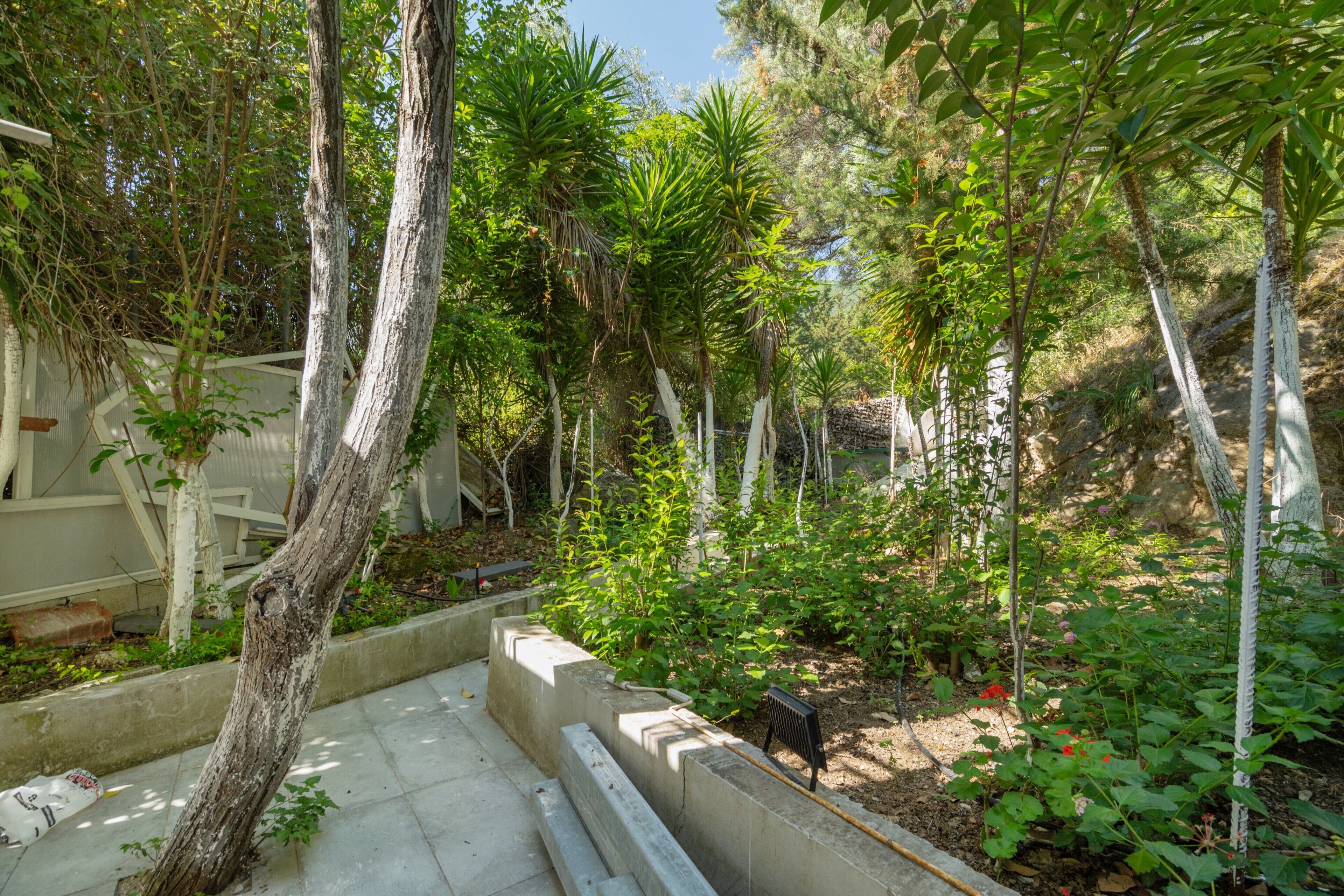 Een tuin met verschillende planten en bomen, een betonnen pad en een bank.